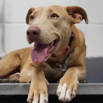 Mixed Breed Dogs Available for Adoption - Moncie | PetCurious