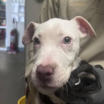 Homegirl -  Pit Bull Terrier and Mixed Breed Dog for Adoption in Yuma, Arizona - Homegirl | PetCurious