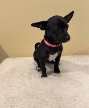 Enigma * -  Chihuahua and Terrier Dog for Adoption in West Palm Beach, Florida - Enigma * | PetCurious