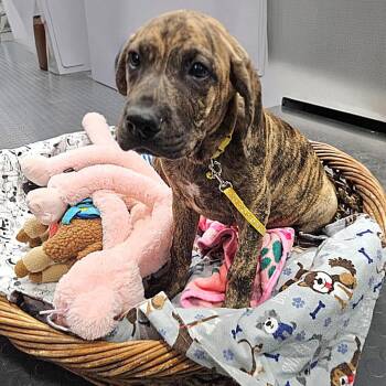 Tigress -  Labrador Retriever and Basset Hound Dog for Adoption in Corpus Christi, Texas - Tigress | PetCurious