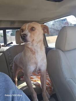 Jack Russell Terrier and Australian Shepherd Dogs Available for Adoption - Max ~ 30 Lbs ~ | PetCurious