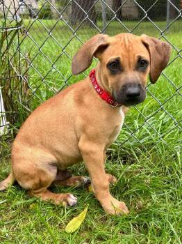 Brother Brook -  Mixed Breed Dog for Adoption in Clinton, Wisconsin - Brother Brook | PetCurious