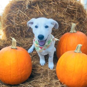 Rescue Labrador Retriever Dogs for Adoption in Broken Arrow, Oklahoma - BONFIRE | PetCurious