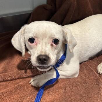 Ruby* -  Dachshund and Beagle Dog for Adoption in San Gabriel, California - Ruby* | PetCurious