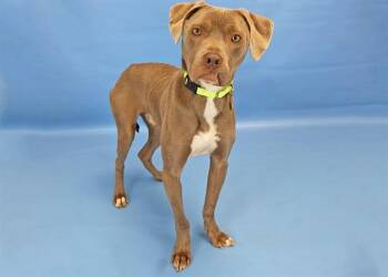 Pit Bull Terrier Dogs Available for Adoption in Colorado Springs, Colorado - GEORGE | PetCurious