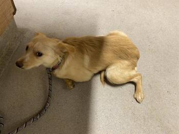 Chihuahua and Mixed Breed Dogs Available for Adoption - A606949 | PetCurious