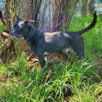 Pit Bull Terrier Dogs Available for Adoption in Jersey City, New Jersey - Cynder | PetCurious