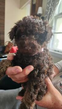 Godiva -  Aussiedoodle Dog for Adoption in Twin Lakes, Wisconsin - Godiva | PetCurious