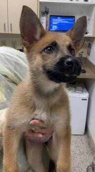 Belgian Shepherd Malinois Dogs Available for Adoption in Vancouver, Washington - Mama | PetCurious