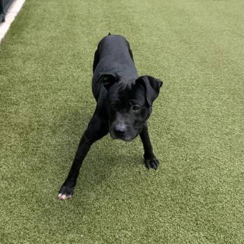 Chapel -  Pit Bull Terrier Dog for Adoption in Greensboro, North Carolina - Chapel | PetCurious