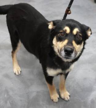 Rosa -  Shepherd and Husky Dog for Adoption in Thief River Falls, Minnesota - Rosa | PetCurious
