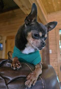 Chihuahua Dogs Available for Adoption in Boonton, New Jersey - Gina TX | PetCurious