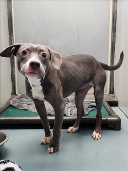 Rescue Staffordshire Bull Terrier and Mixed Breed Dogs for Adoption in Houston, Texas - ASH | PetCurious