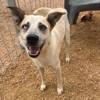 Saharra KCAC #517.26 -  Cattle Dog and Mixed Breed Dog for Adoption in Kerrville, Texas - Saharra KCAC #517.26 | PetCurious