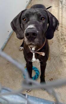 Great Dane Dogs Available for Adoption in Lagrange, Indiana - Athena | PetCurious