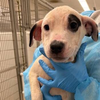 Apple -  Pit Bull Terrier Dog for Adoption in Horn Lake, Mississippi - Apple | PetCurious