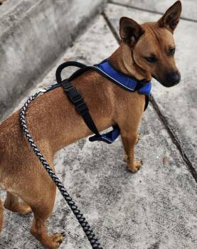 Basenji Dogs Available for Adoption in Huntington, New York - Bentley | PetCurious