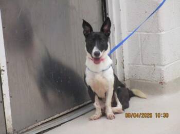 (303) -  Cardigan Welsh Corgi and Rat Terrier Dog for Adoption in Marietta, Georgia - (303) | PetCurious