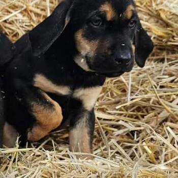 Basset Hound Dogs Available for Adoption - Rory | PetCurious