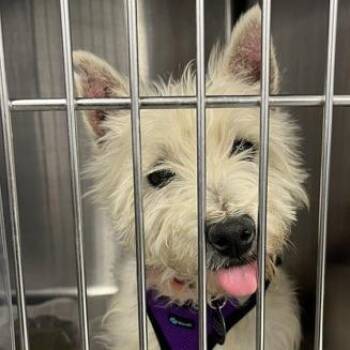 West Highland White Terrier Westie Dogs Available for Adoption - Camilla D10687 | PetCurious