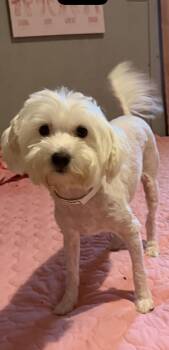 Maltese Dogs Available for Adoption in Louise, Texas - Leanna  | PetCurious