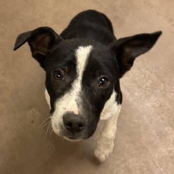 Mixed Breed Dogs Available for Adoption in Flagstaff, Arizona - Postman | PetCurious