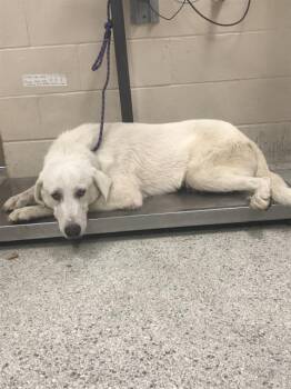 A432730 -  Great Pyrenees Dog for Adoption in Conroe, Texas - A432730 | PetCurious