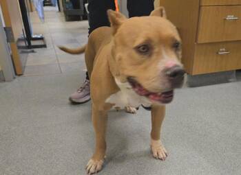 GRETA -  Pit Bull Terrier Dog for Adoption in Tustin, California - GRETA | PetCurious