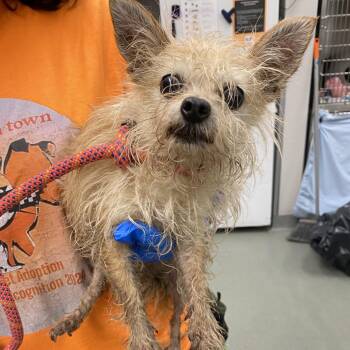 WAGS-Stray-23153 -  Terrier Dog for Adoption in Westminster, California - WAGS-Stray-23153 | PetCurious