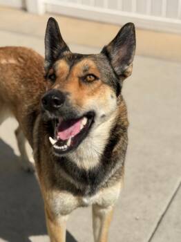 German Shepherd Dog and Australian Kelpie Dogs Available for Adoption - IRIS | PetCurious