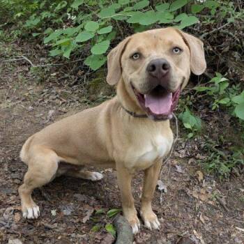 Benny -  Labrador Retriever and Weimaraner Dog for Adoption in Leesburg, Alabama - Benny | PetCurious