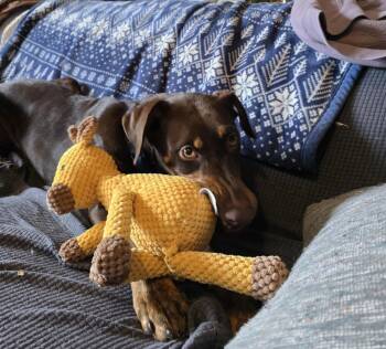 Doberman Pinscher Dogs Available for Adoption - Lena | PetCurious