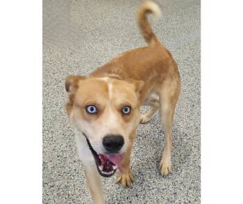 Husky and Cattle Dog Dogs Available for Adoption in Athens, Alabama - BENJEN | PetCurious