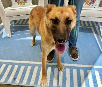 BETTY -  Belgian Shepherd Malinois Dog for Adoption in Santa Rosa, California - BETTY | PetCurious
