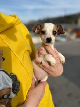 Chihuahua and Jack Russell Terrier Dogs Available for Adoption - Ryan | PetCurious