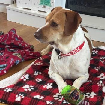 Matador (Marty) -  Mixed Breed Dog for Adoption in Rockville, Maryland - Matador (Marty) | PetCurious