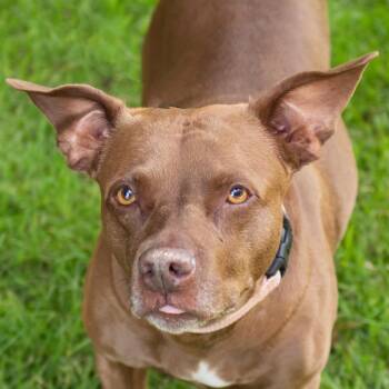 Wanda -  Mixed Breed Dog for Adoption in Middletown, Rhode Island - Wanda | PetCurious