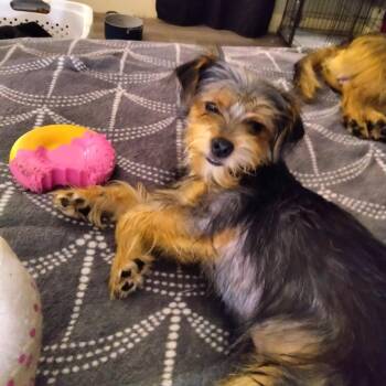Little sister -  Chihuahua and Yorkshire Terrier Dog for Adoption in Webster, Texas - Little Sister | PetCurious