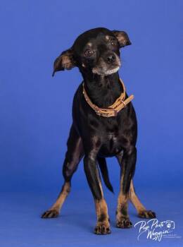Little Bit -  Chihuahua and Miniature Pinscher Dog for Adoption in Valley Park, Oklahoma - Little Bit | PetCurious