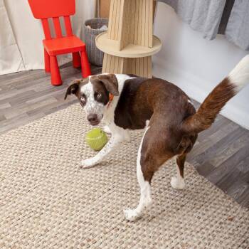 Austin -  Pointer and Mixed Breed Dog for Adoption in Los Angeles, California - Austin | PetCurious