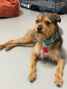 Didymus -  Terrier Dog for Adoption in Groveland, Massachusetts - Didymus | PetCurious