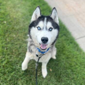 Spear -  Husky Dog for Adoption in Grand Rapids, Michigan - Spear | PetCurious