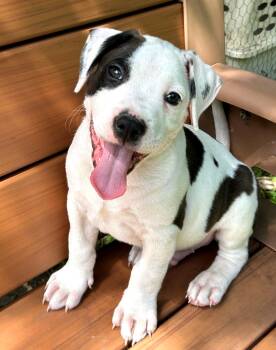 Sport -  Pit Bull Terrier Dog for Adoption in Buffalo, New York - Sport | PetCurious
