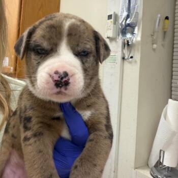 E.T. -  Mixed Breed Dog for Adoption in Pekin, Illinois - E.T. | PetCurious