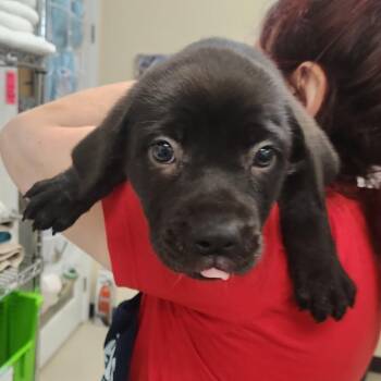 Black Labrador Retriever and Pit Bull Terrier Dogs Available for Adoption - Avery 22335 | PetCurious