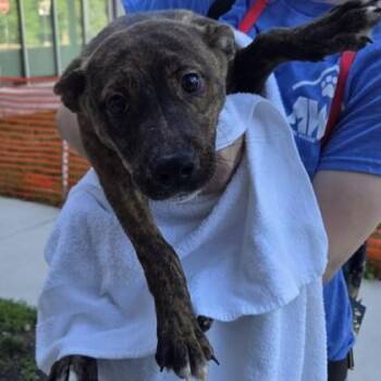 Lexi -  Mixed Breed Dog for Adoption in Voorhees Township, New Jersey - Lexi | PetCurious