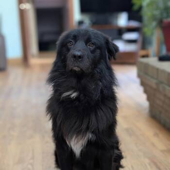 Shaggy -  Newfoundland Dog Dog for Adoption - Shaggy | PetCurious