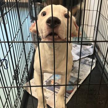 Ghostly -  Hound Dog for Adoption in Chesapeake, Virginia - Ghostly | PetCurious