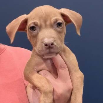 Cayenne -  Pit Bull Terrier Dog for Adoption in Chester Springs, Pennsylvania - Cayenne | PetCurious