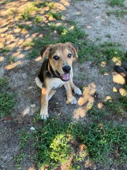 Benjamin -  Hound Dog for Adoption in Berlin, New Jersey - Benjamin | PetCurious